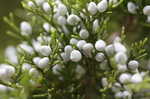 Eastern redcedar